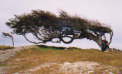 Trees in Fireland, formed by the steady strong winds